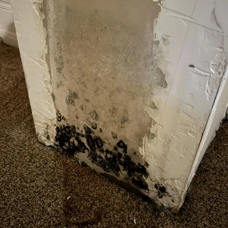 Professional Mold Removal in San Antonio, PR